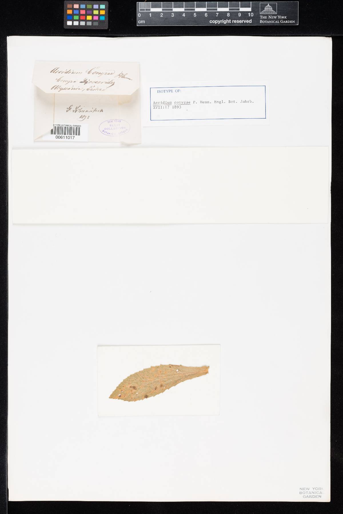 Aecidium conyzae image