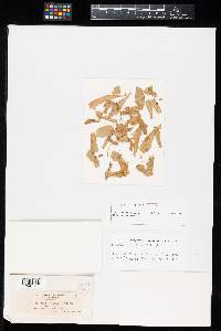 Aecidium grindeliae image