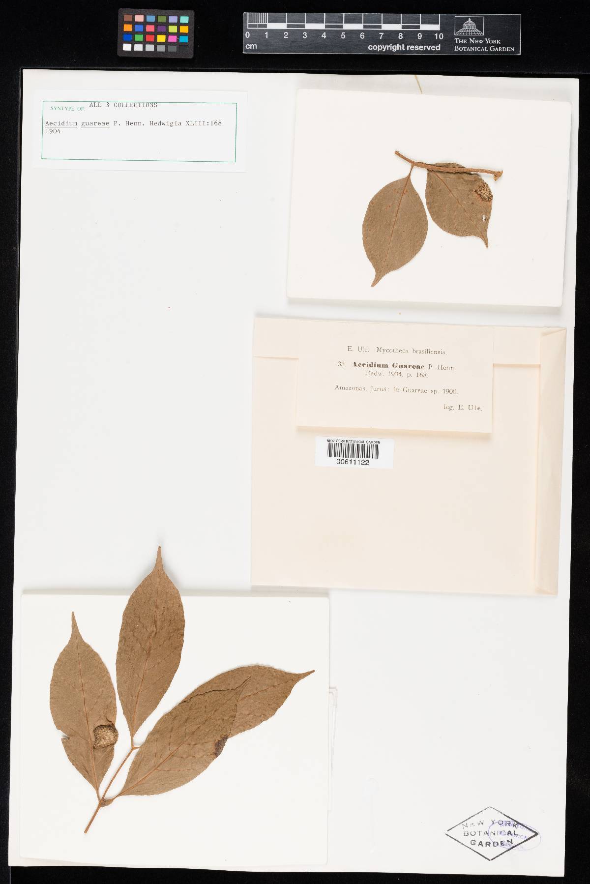Aecidium guareae image