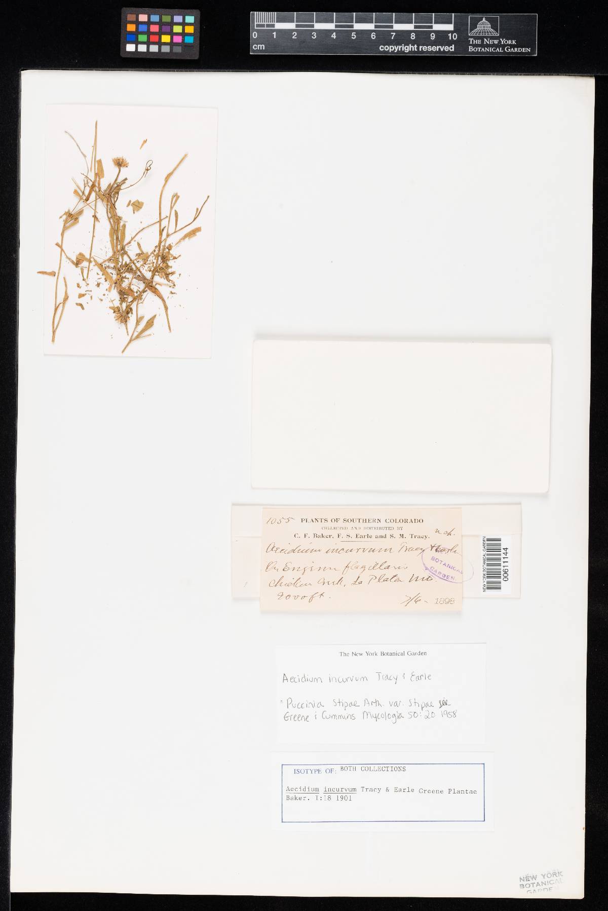 Aecidium incurvum image