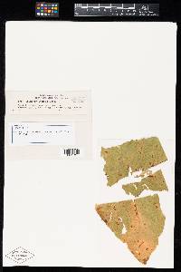 Aecidium inulae-helenii image