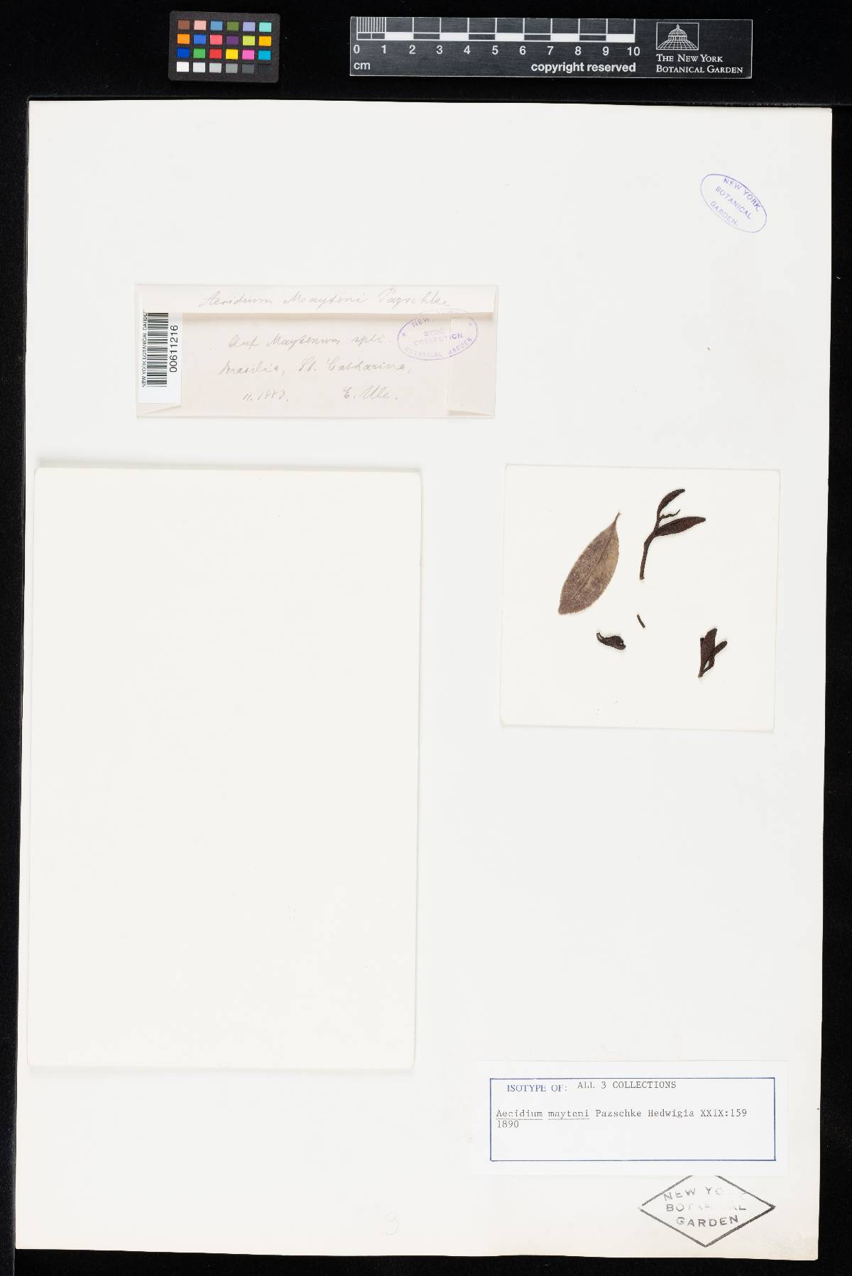 Aecidium mayteni image