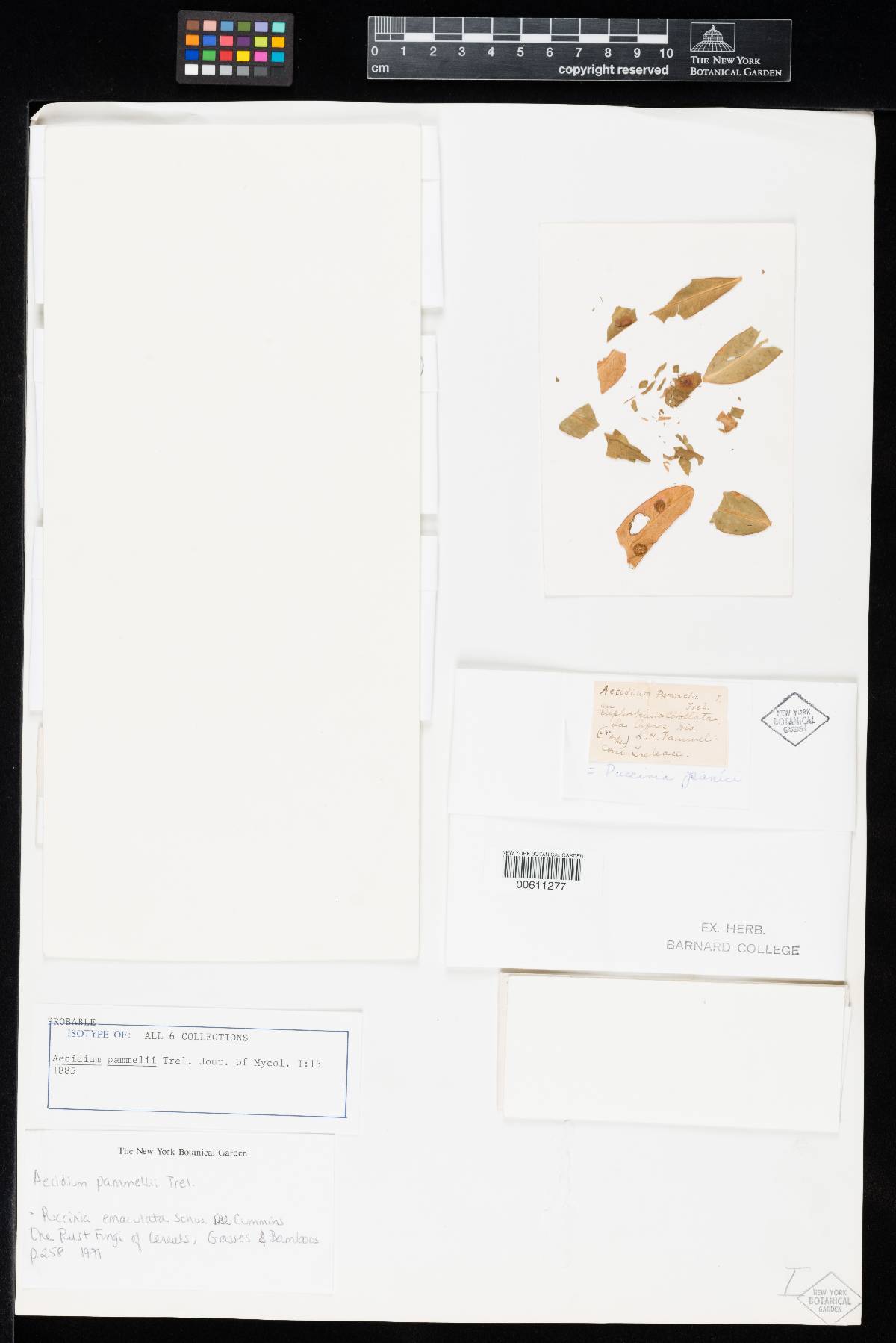 Aecidium pammelii image