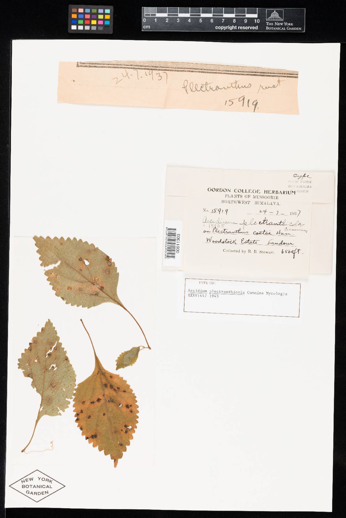 Aecidium plectranthicola image