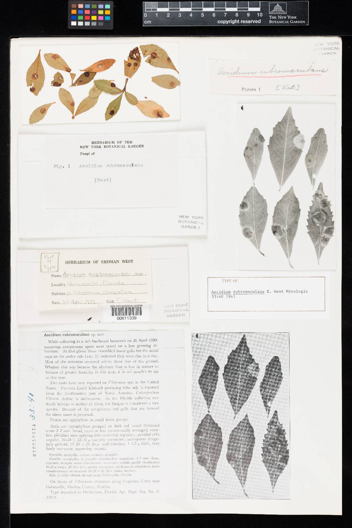 Aecidium rubromaculans image