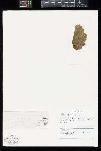Aecidium shiraianum image