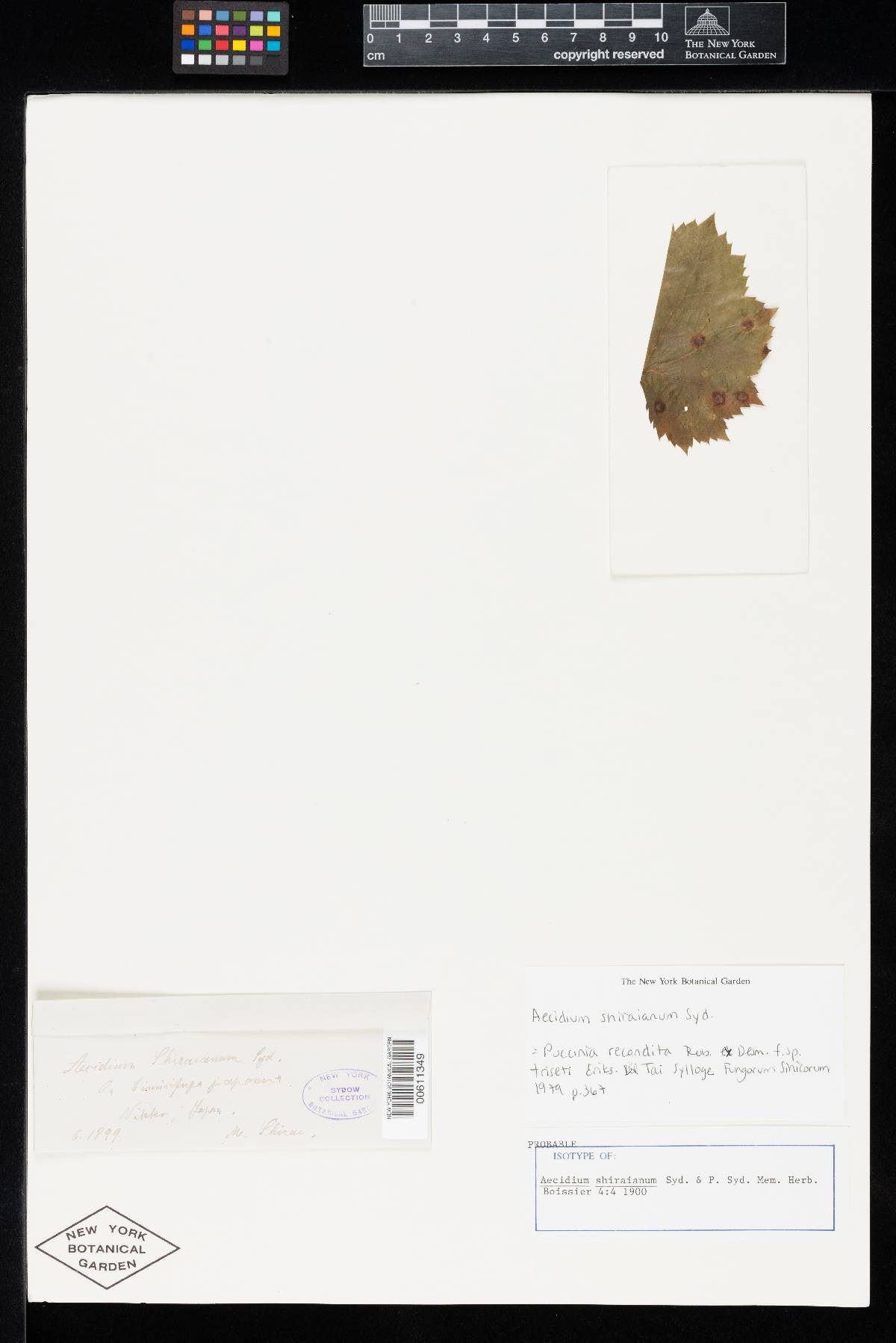 Aecidium shiraianum image