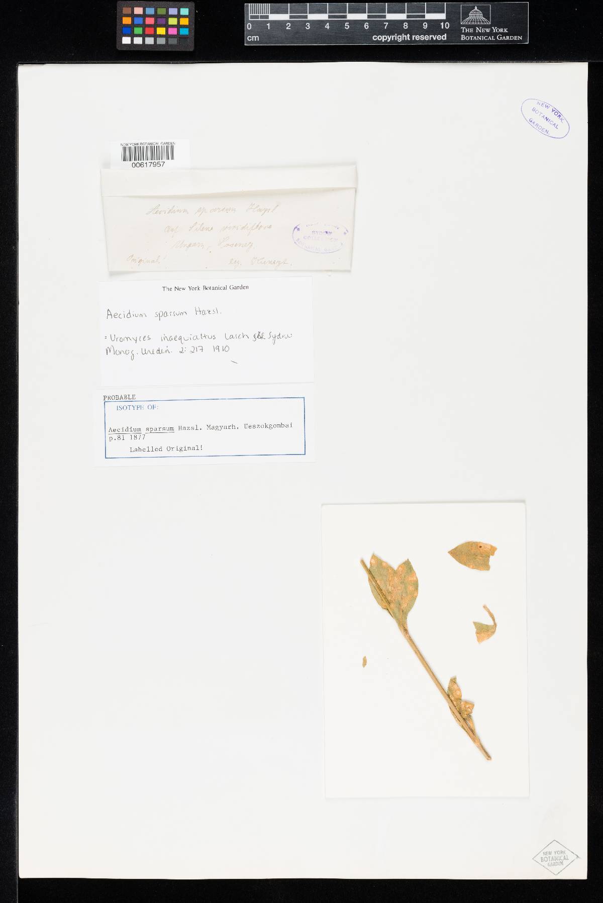 Aecidium sparsum image