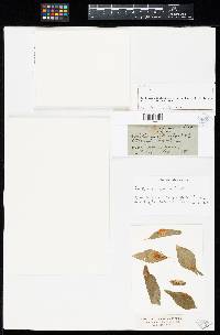Aecidium stillingiae image