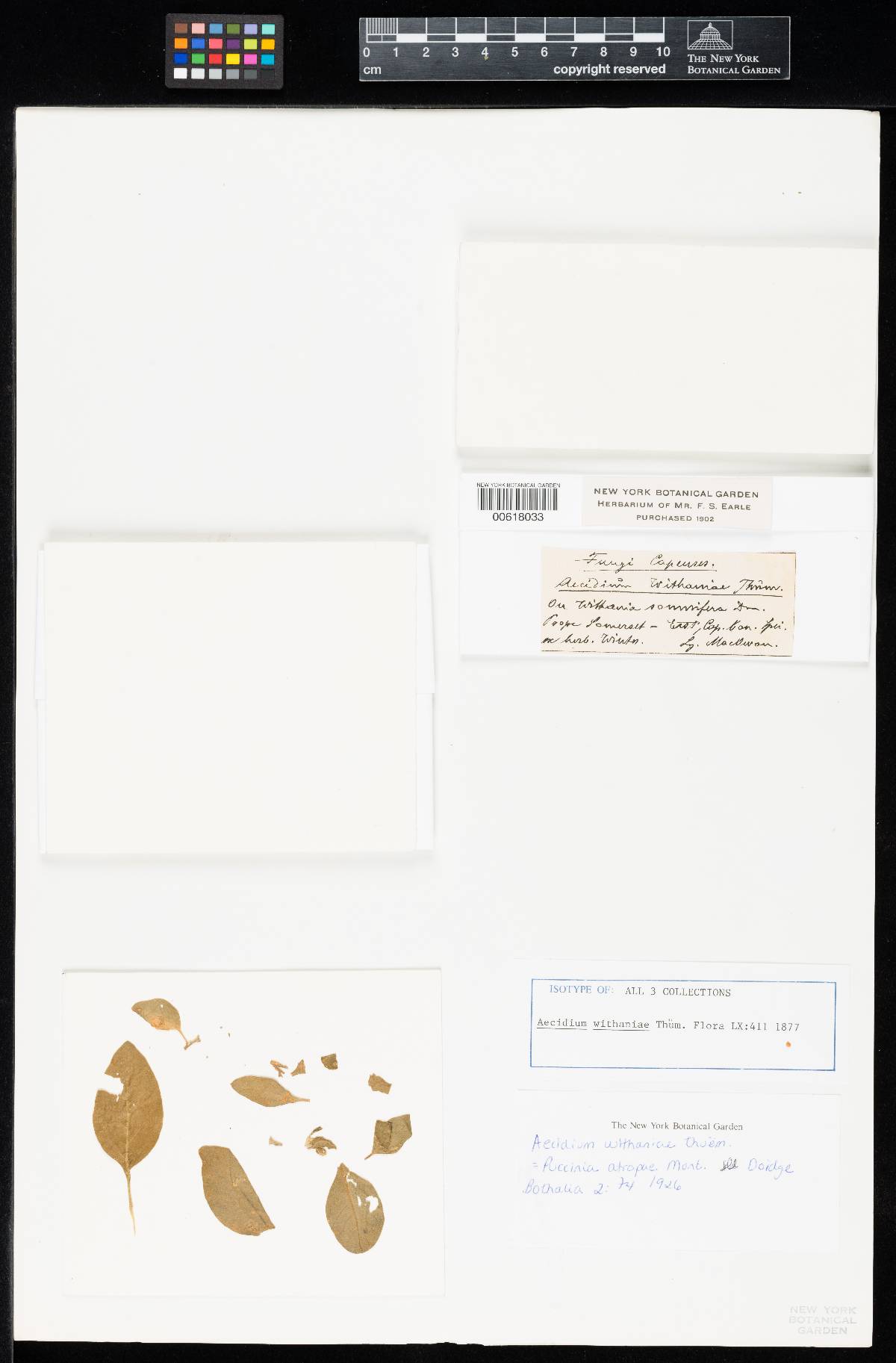 Aecidium withaniae image