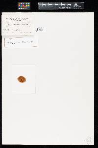 Uredo emendata image