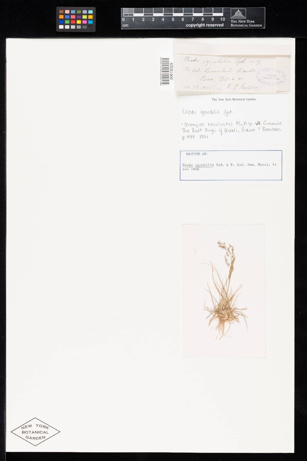 Uredo ignobilis image