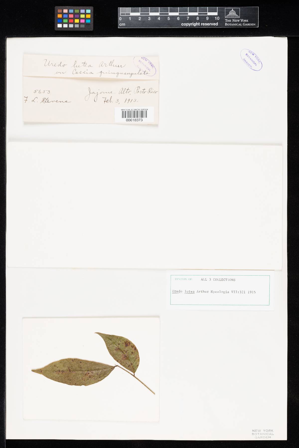 Uredo lutea image