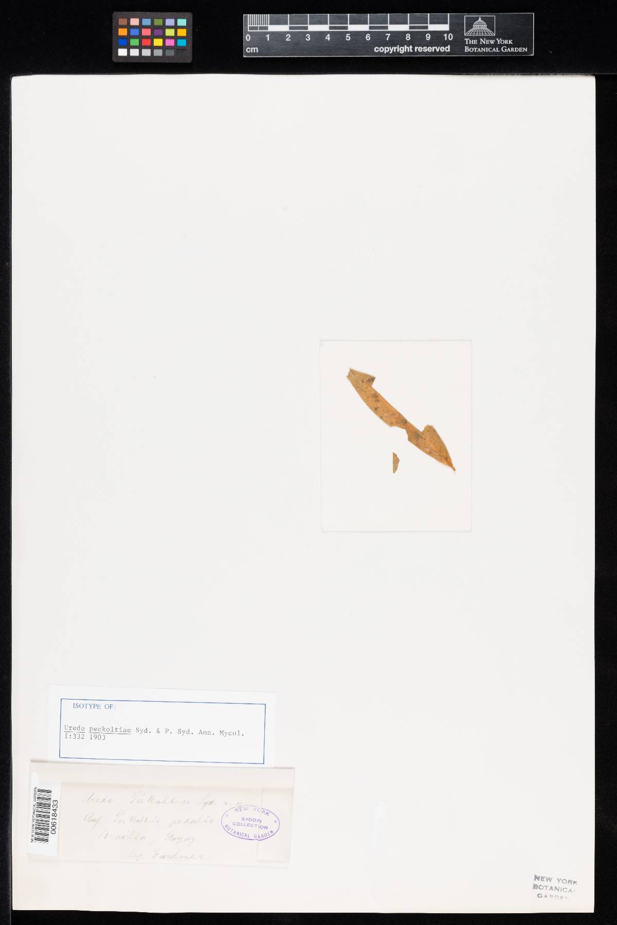 Uredo peckoltiae image