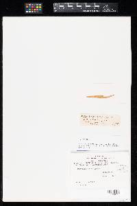 Uredo peribebuyensis image