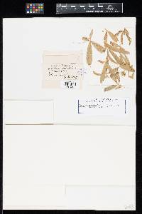 Uredo thermopsidis image