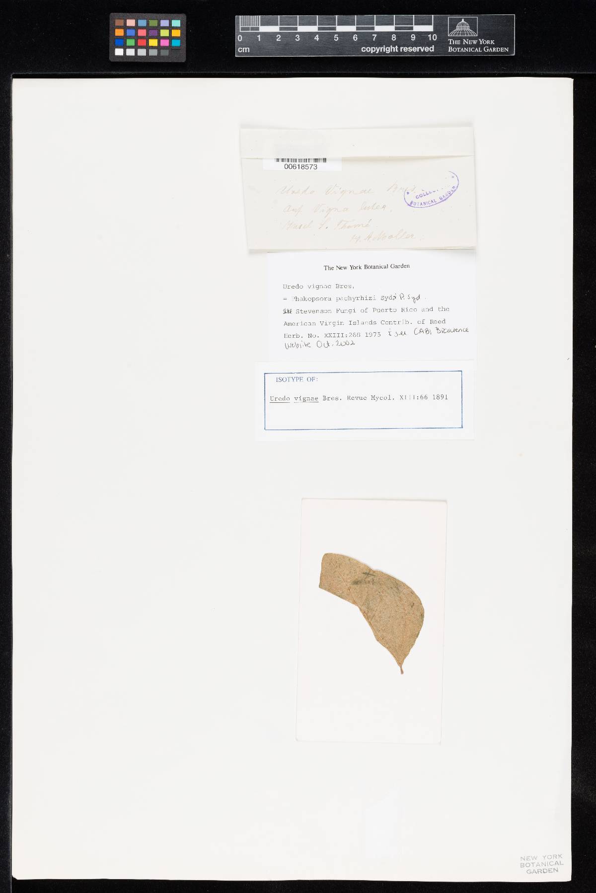 Phakopsora pachyrhizi image