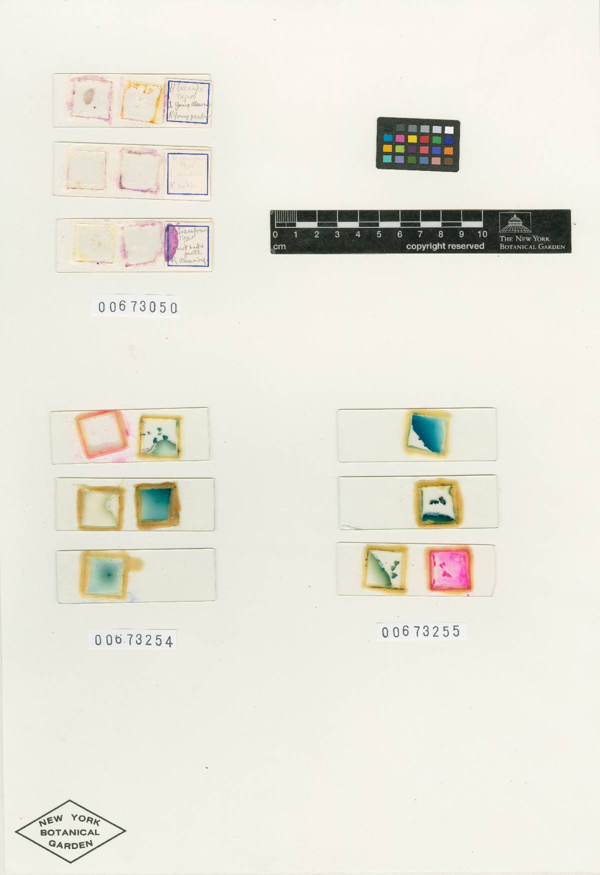 Hypomyces transformans image