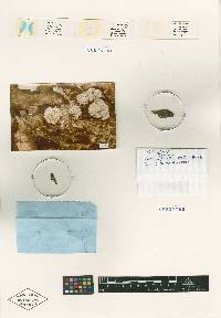 Hypomyces triseptatus image