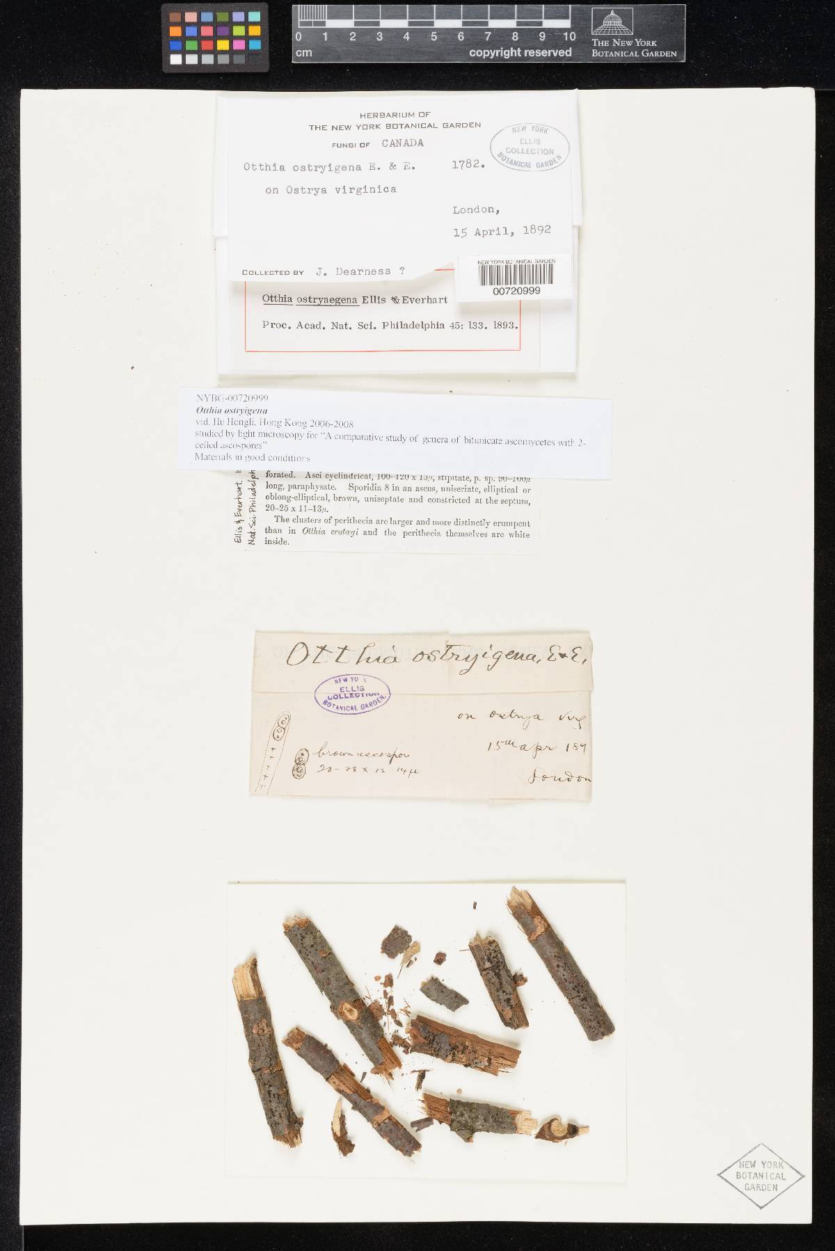 Otthia ostryogena image