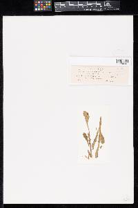 Entyloma leucanthemi image