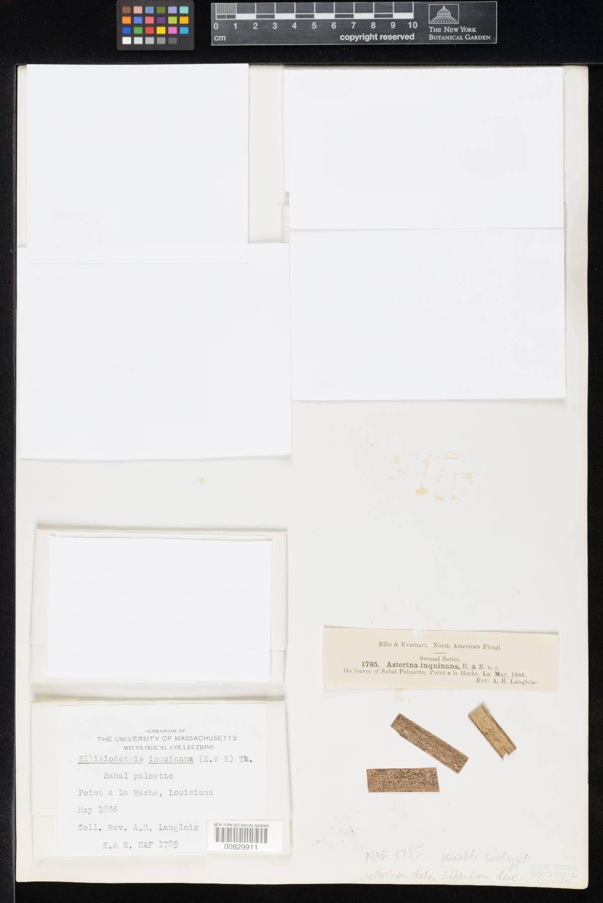 Asterina inquinans image