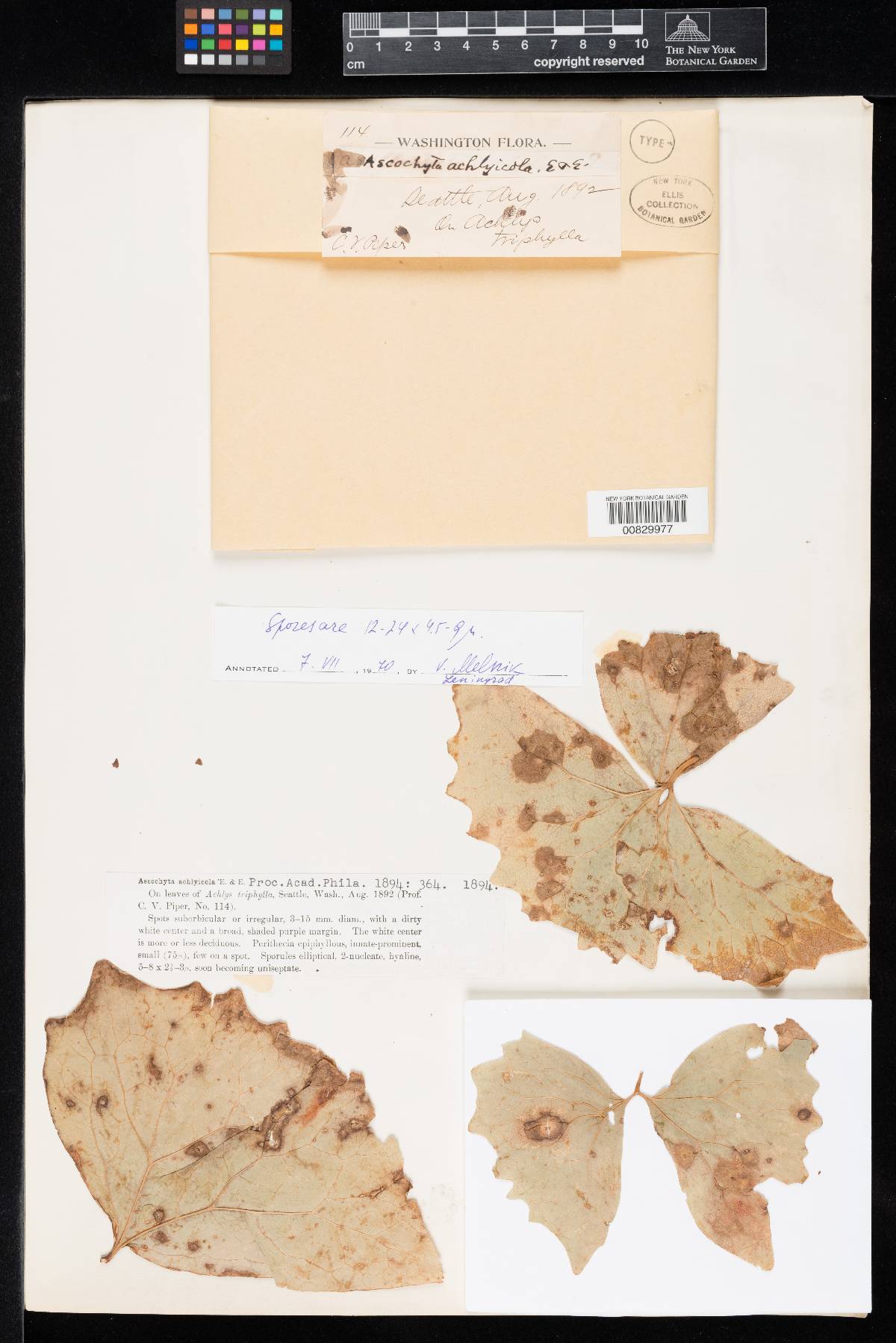 Ascochyta achlyicola image