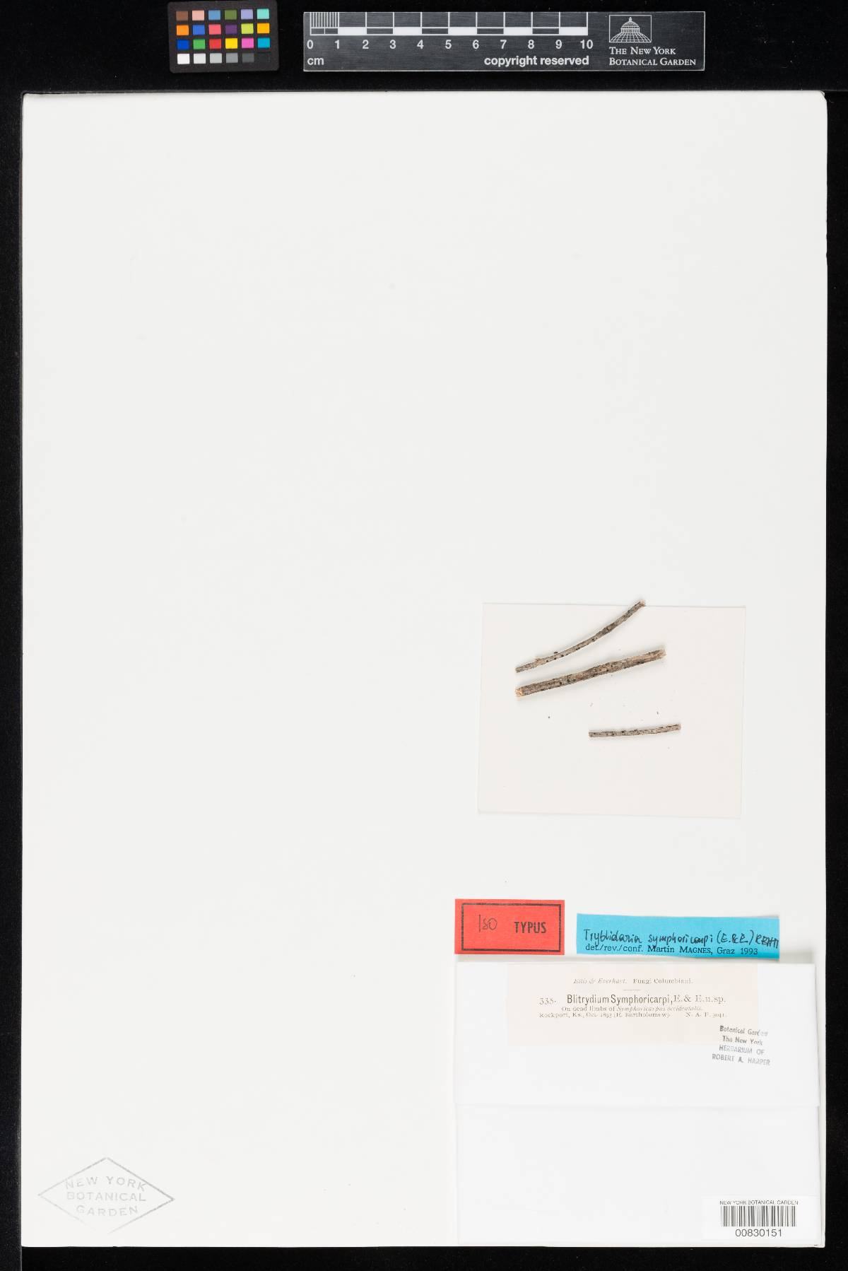 Blitridium symphoricarpi image