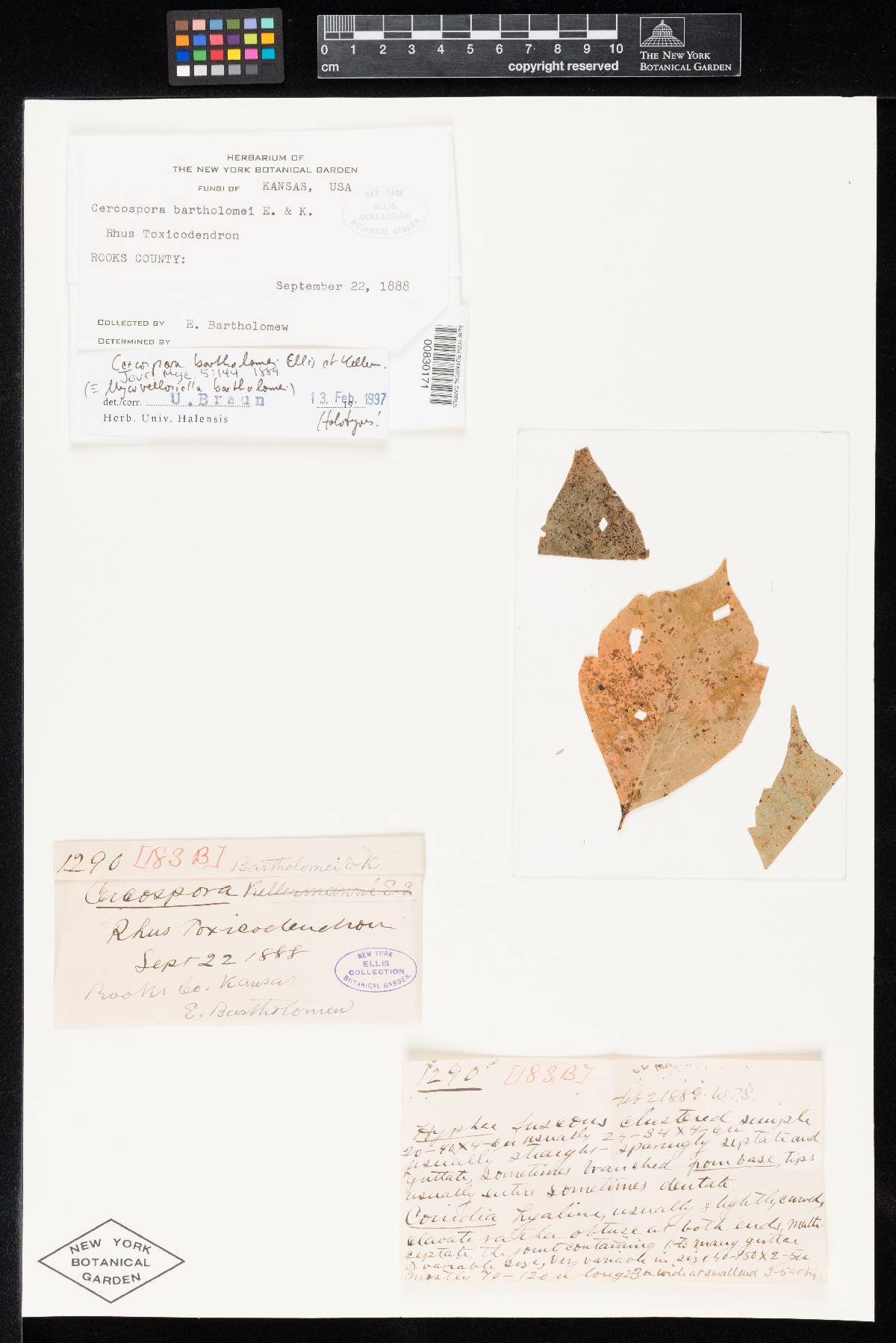 Cercospora bartholomei image