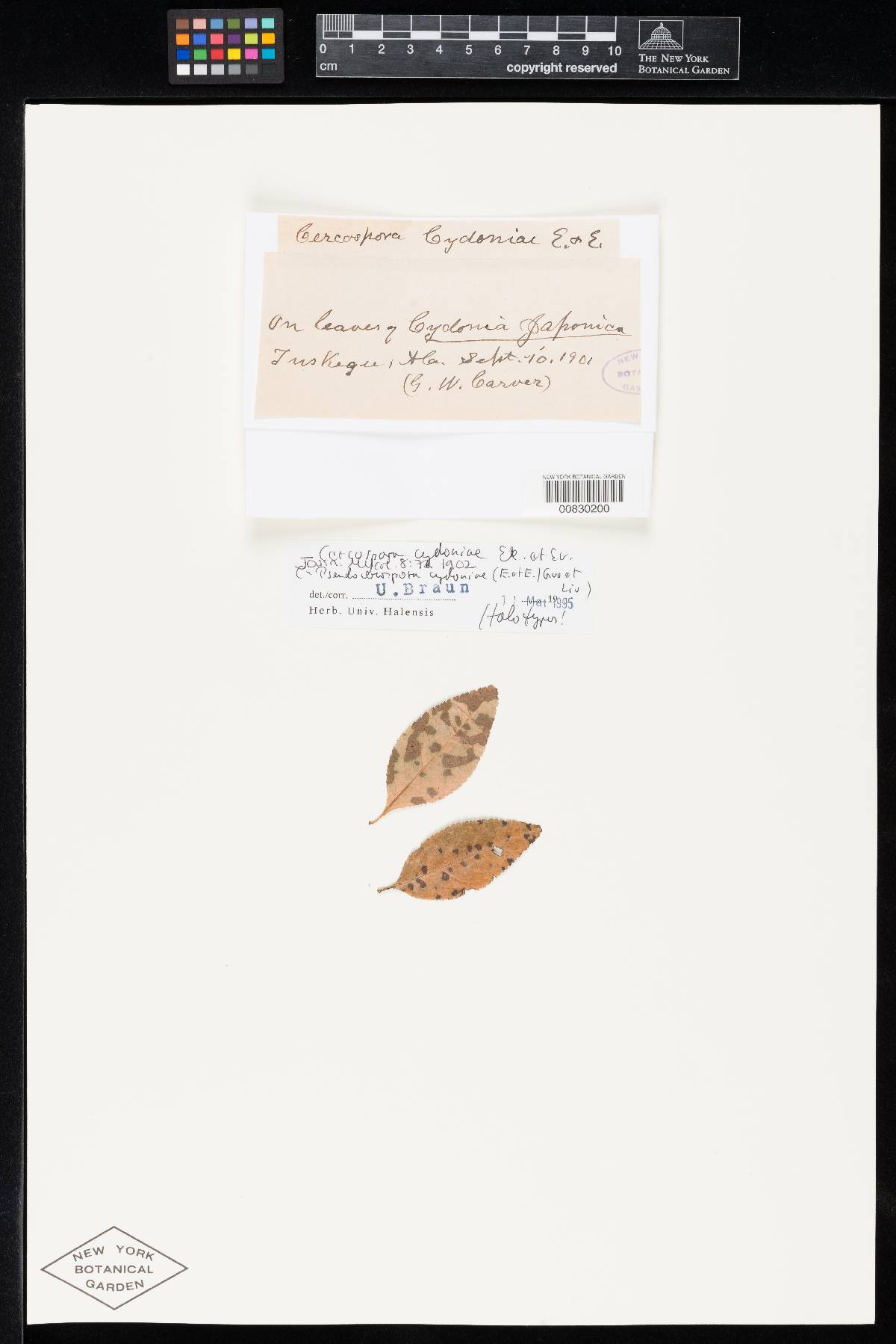 Cercospora cydoniae image