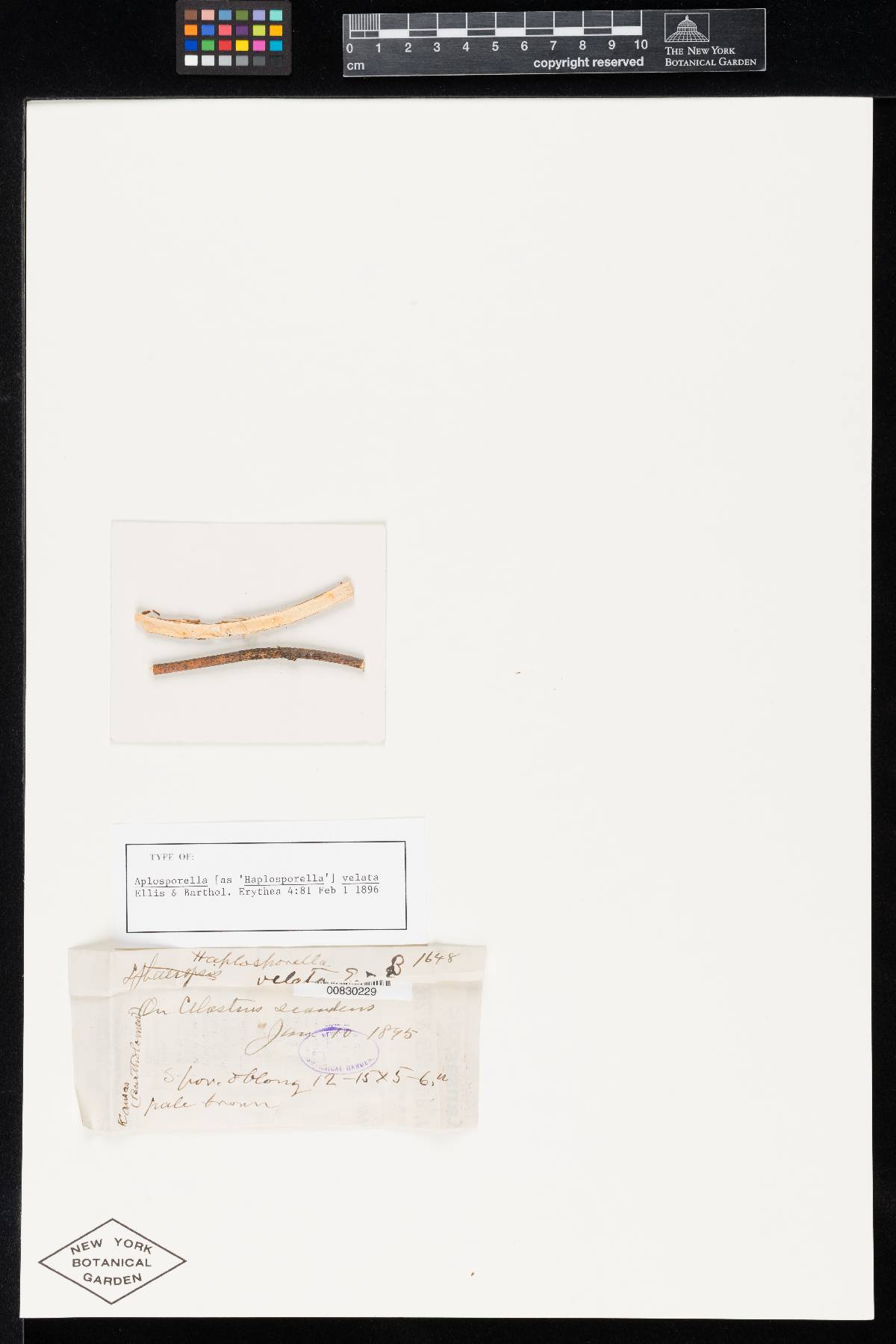 Aplosporella velata image