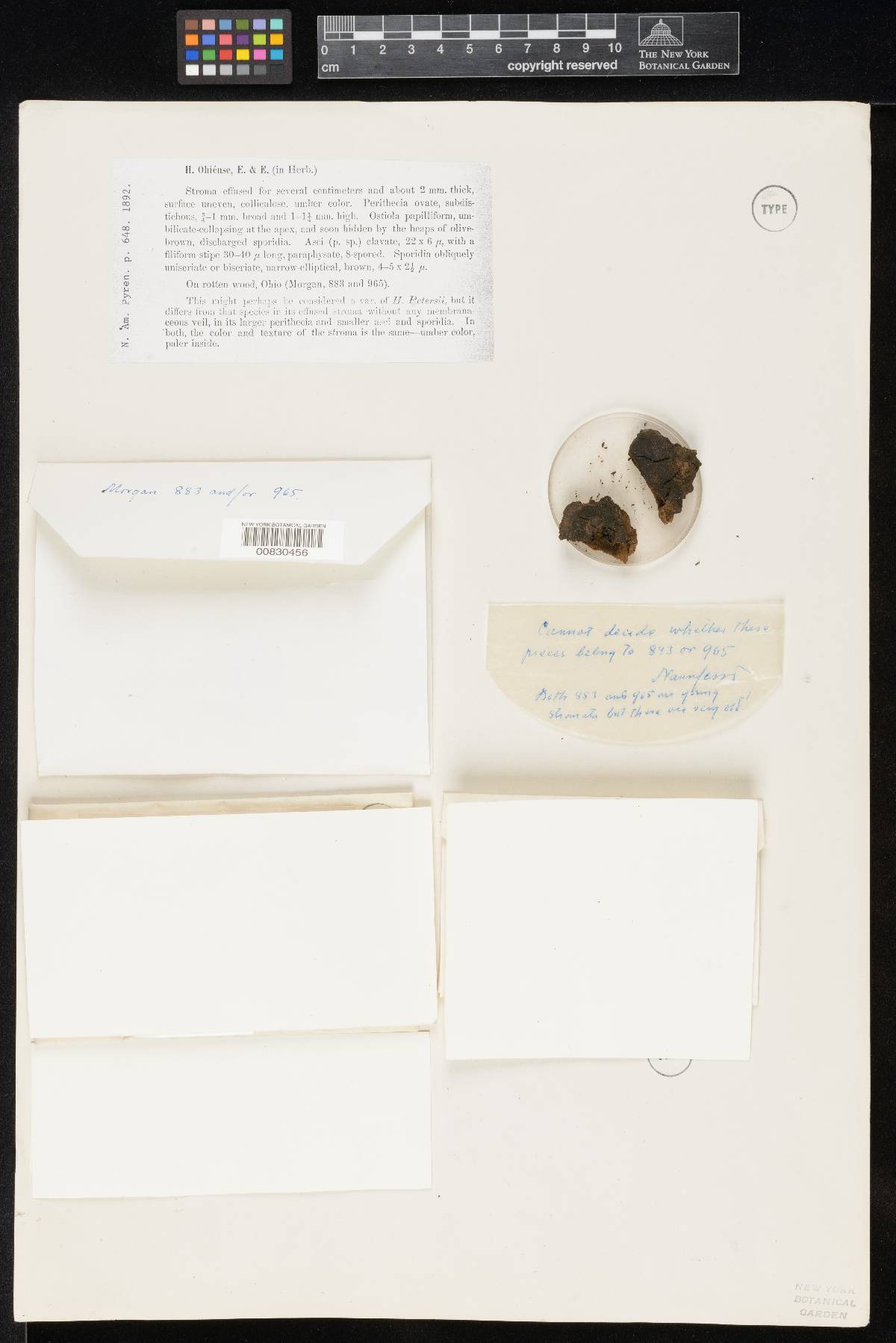 Hypoxylon ohiense image