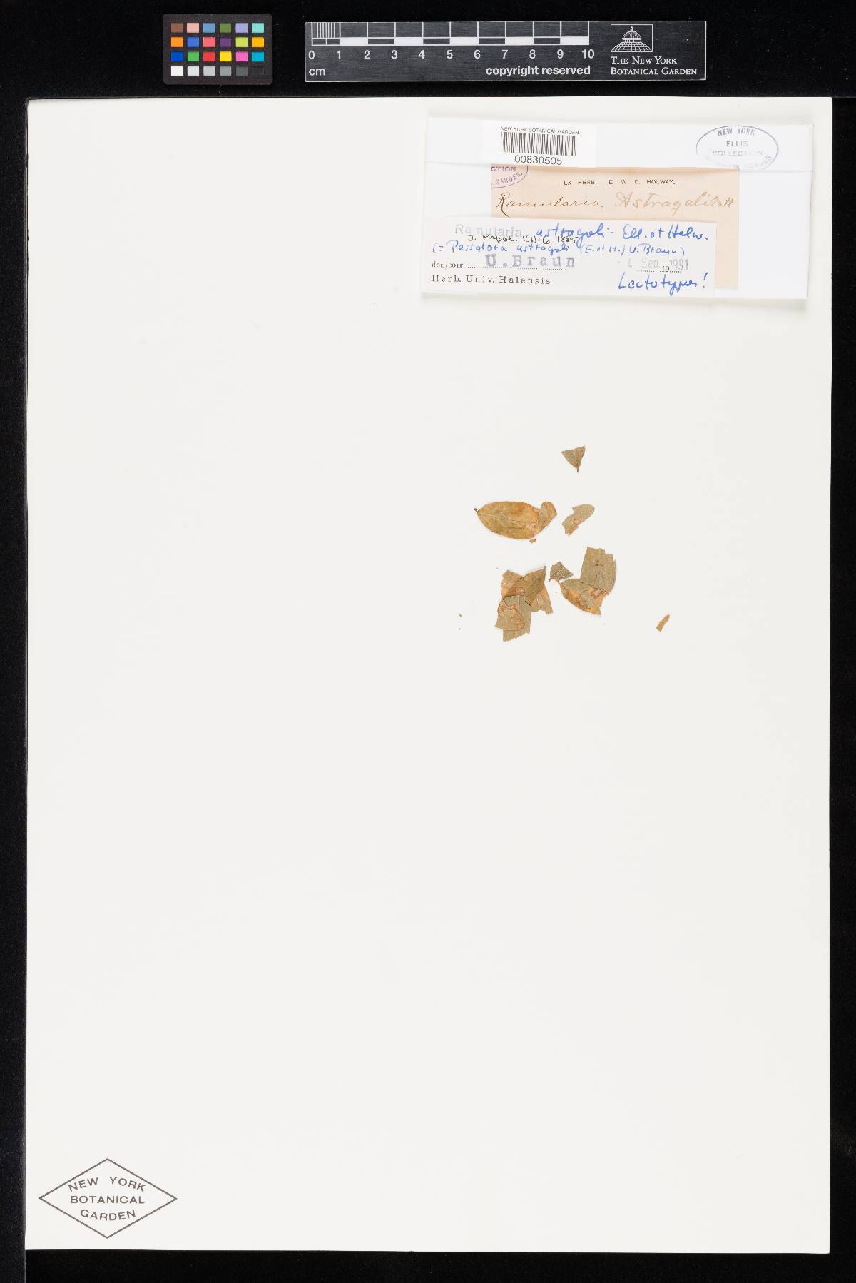 Ramularia astragali image