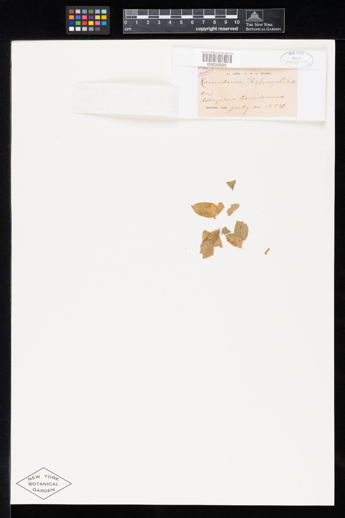 Ramularia astragali image
