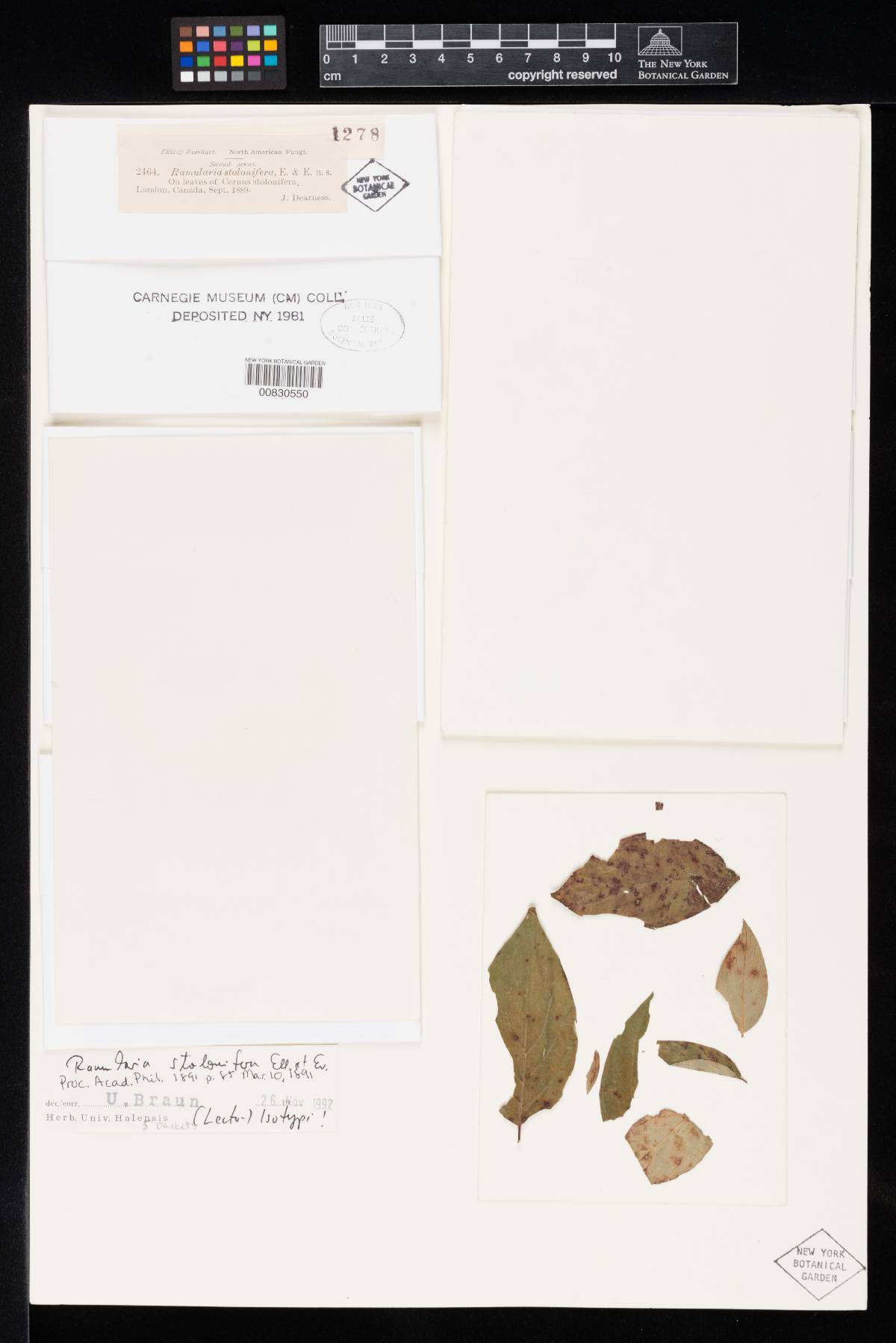 Ramularia stolonifera image
