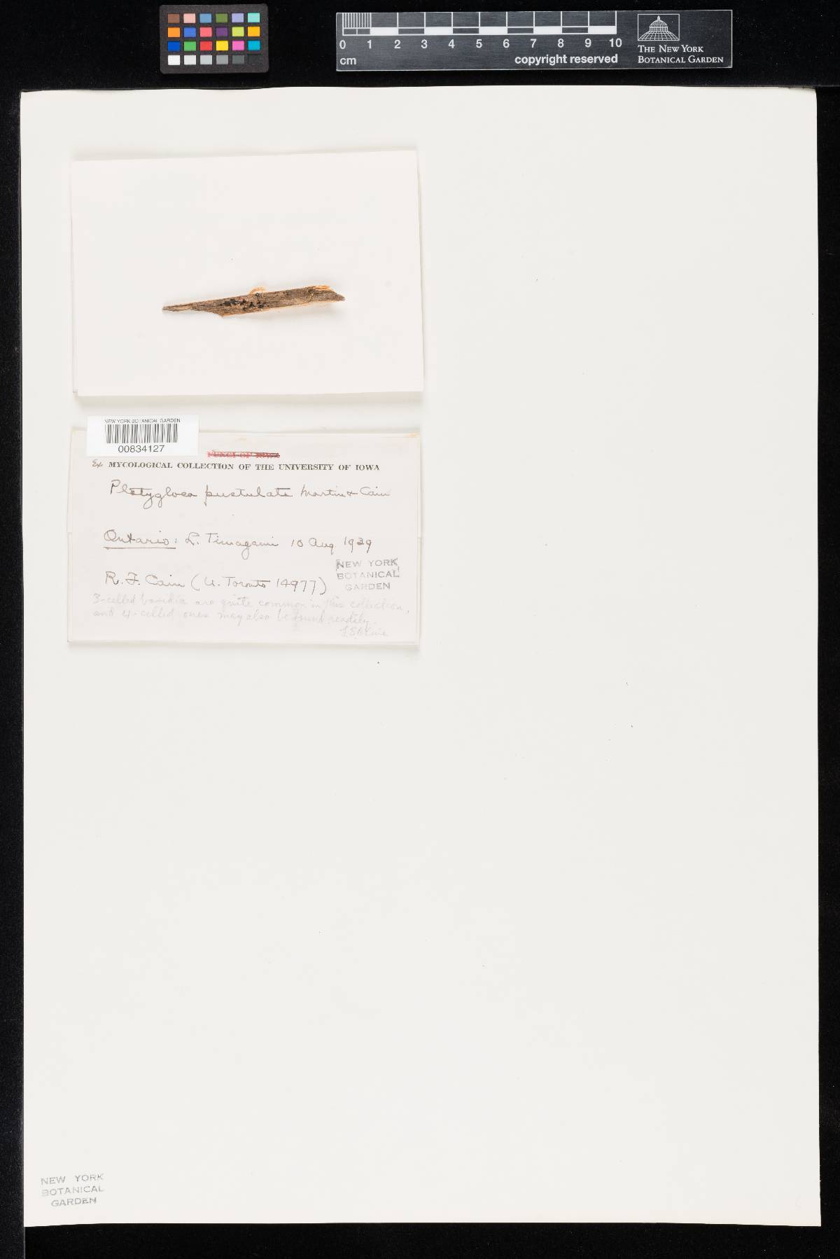 Platygloea pustulata image