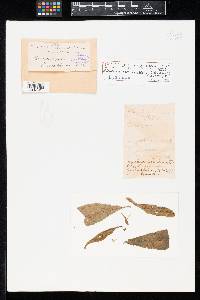 Cercospora oenotherae image