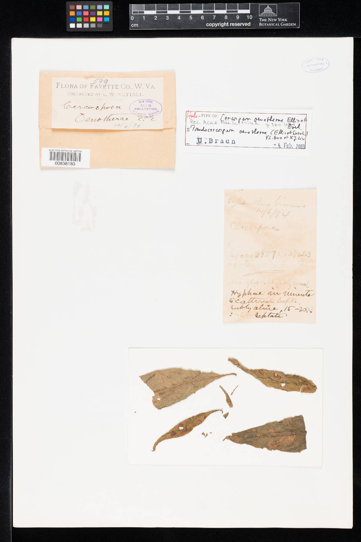 Cercospora oenotherae image