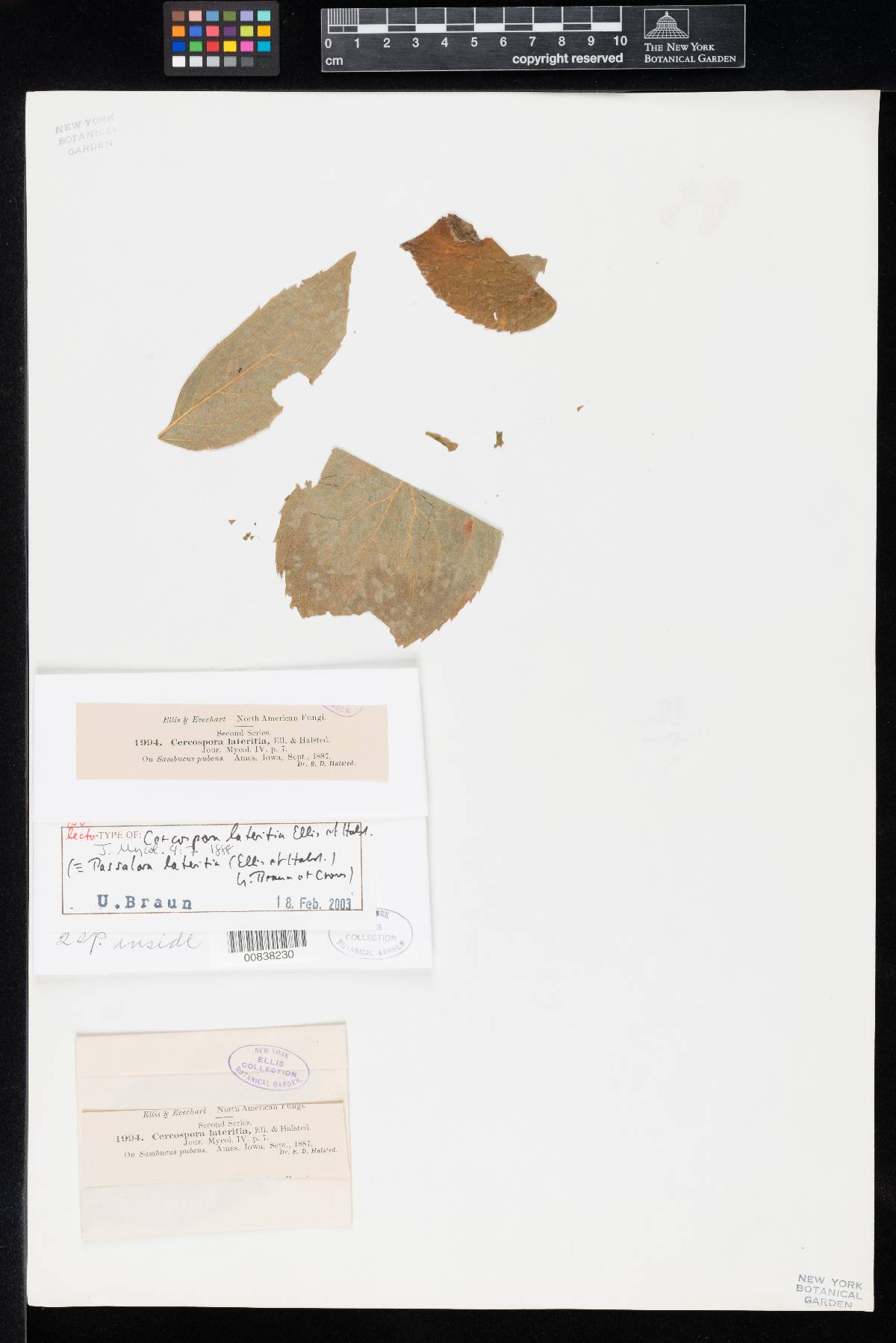 Cercospora lateritia image