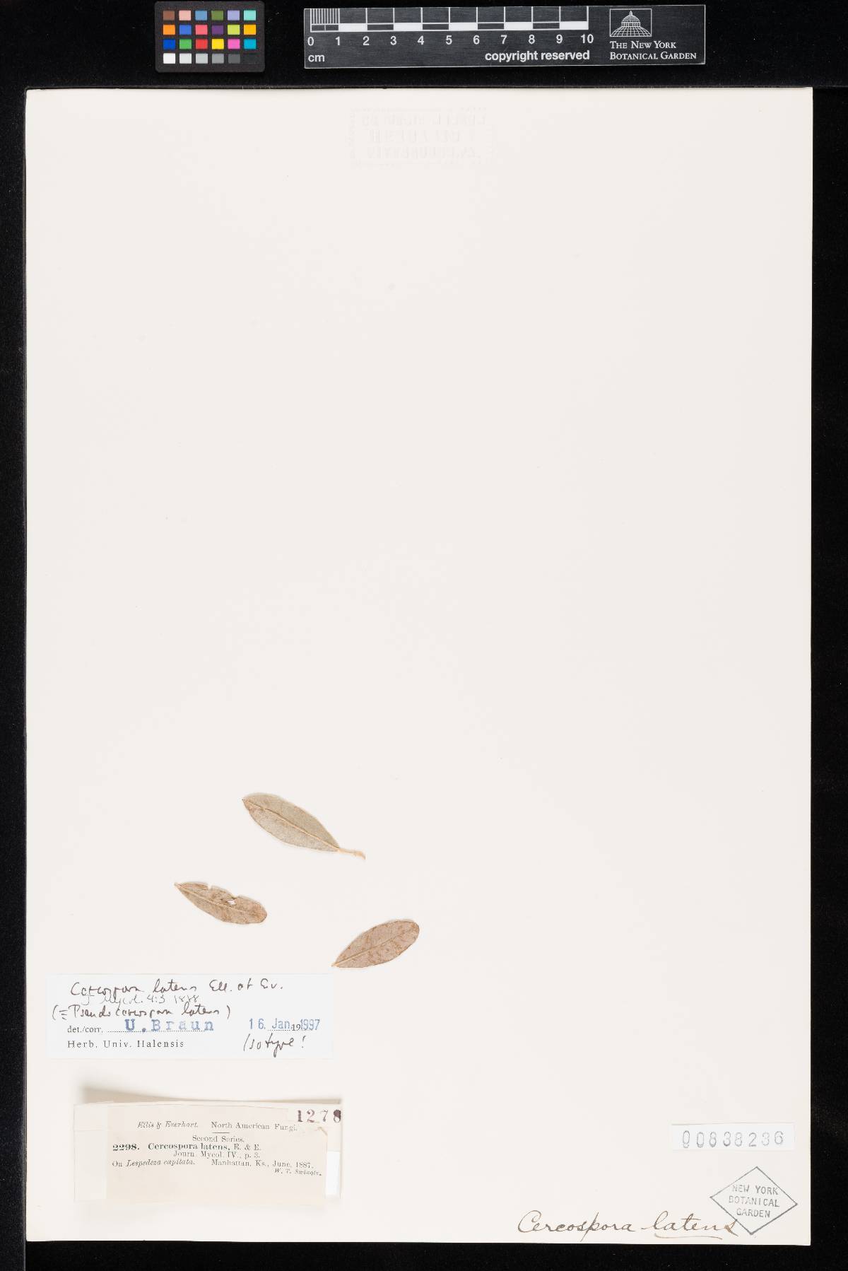 Cercospora latens image