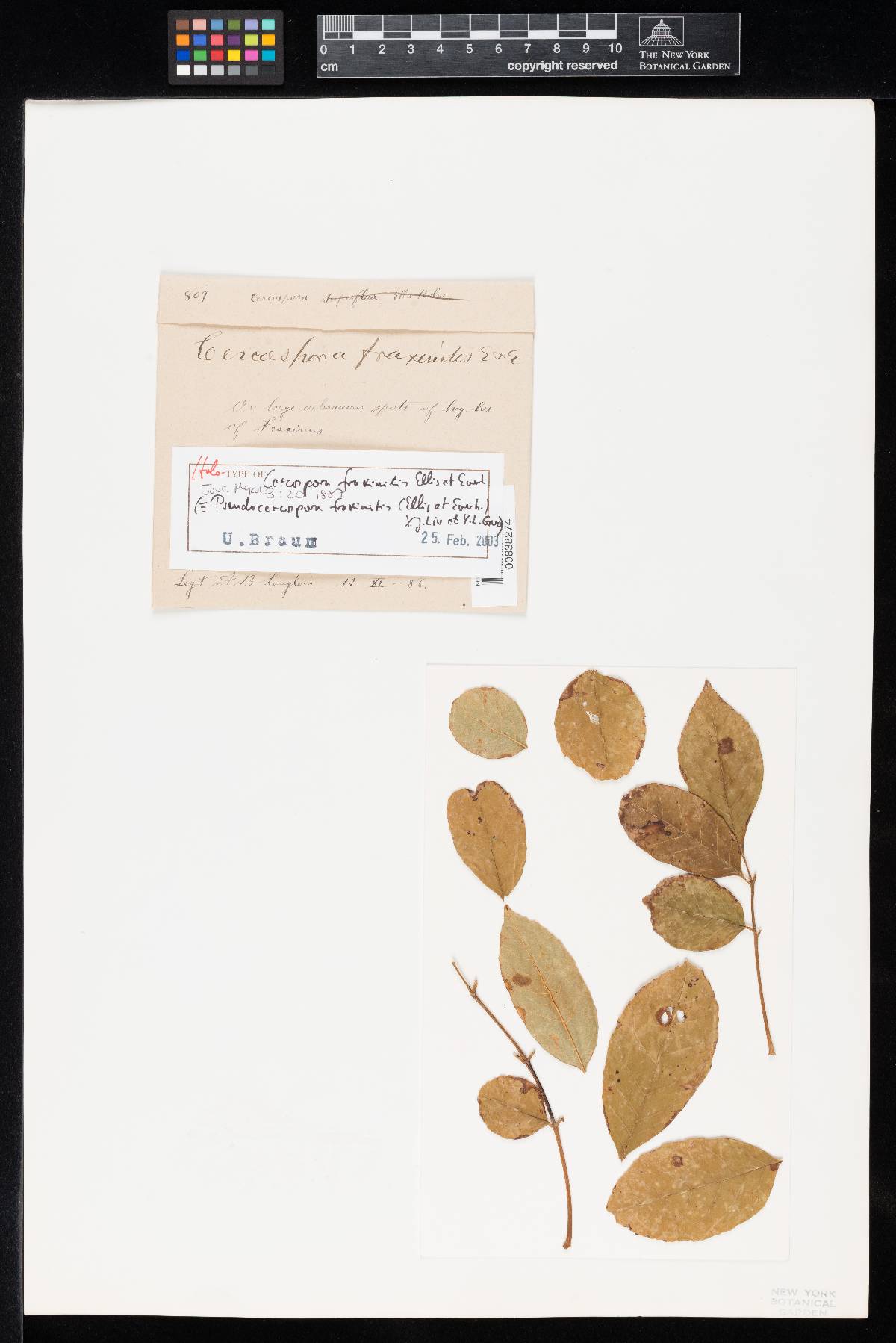 Cercospora fraxinites image