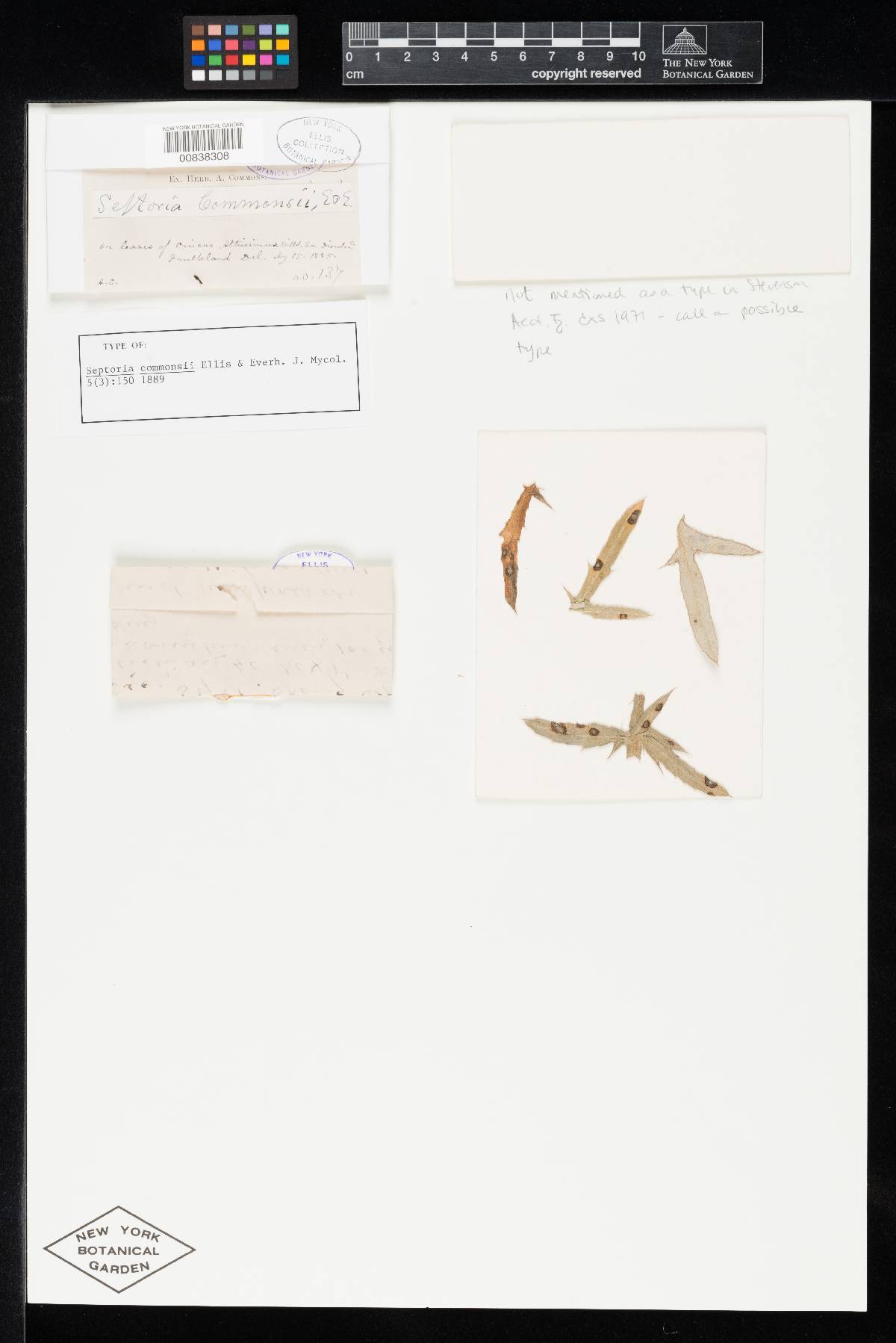 Septoria commonsii image