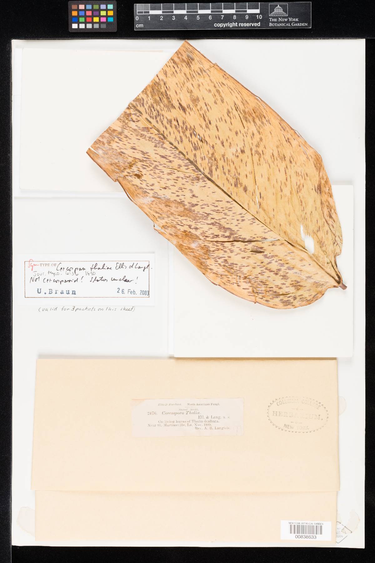 Cercospora thaliae image