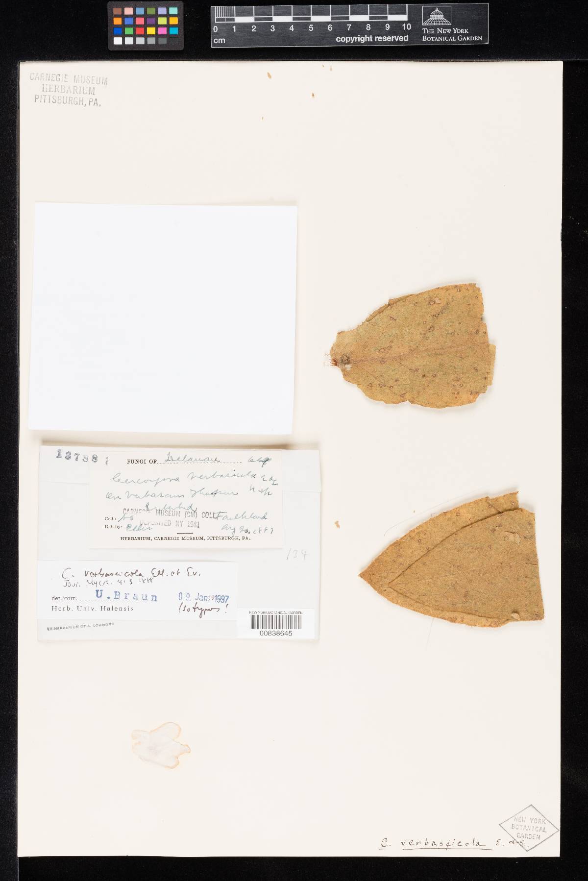 Cercospora verbascicola image