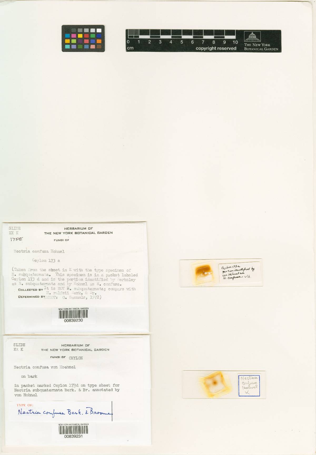 Nectria confusa image