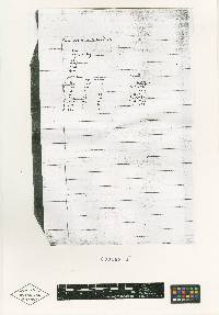 Nectria chaetopsinae-catenulatae image