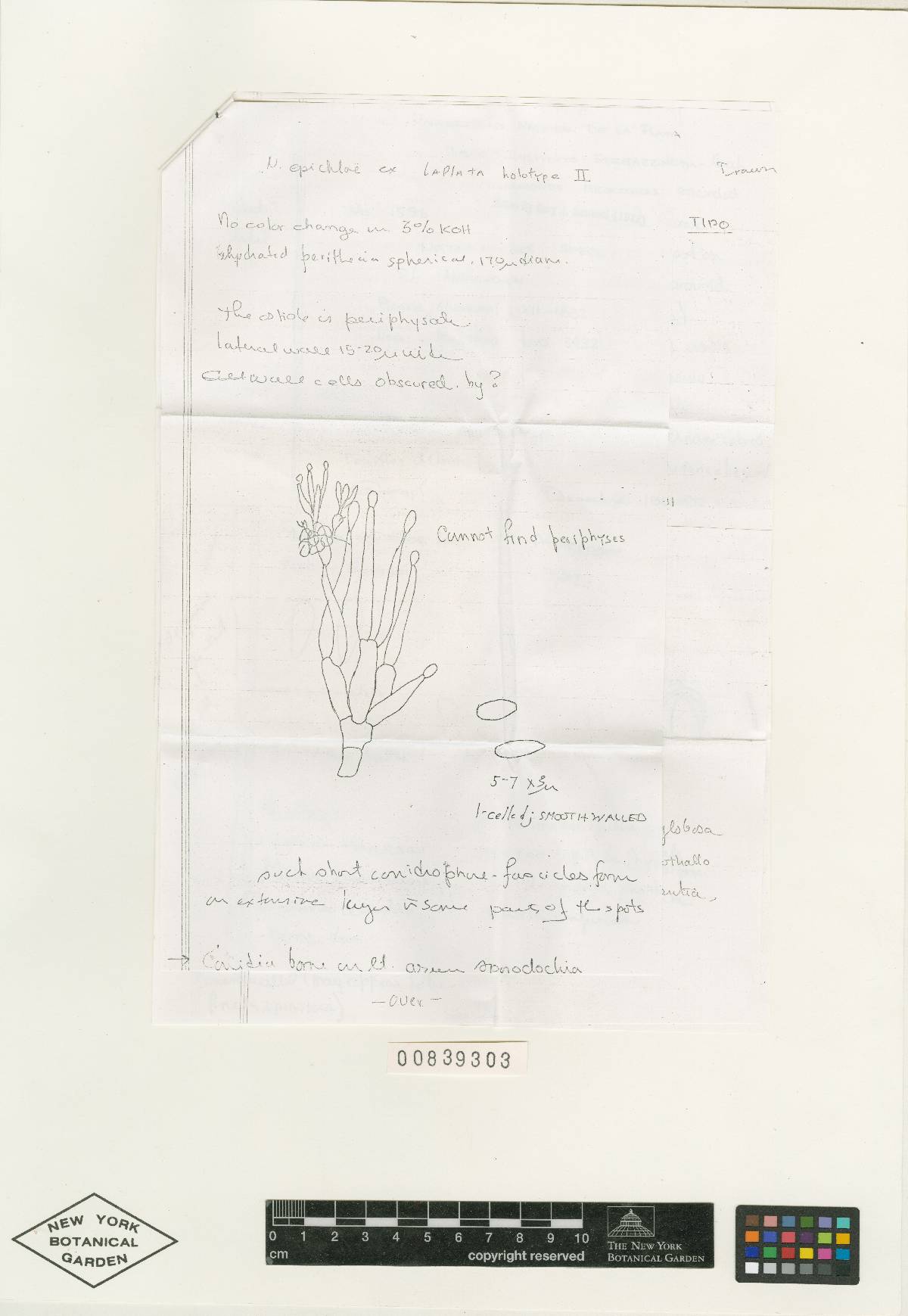 Bionectria epichloë image