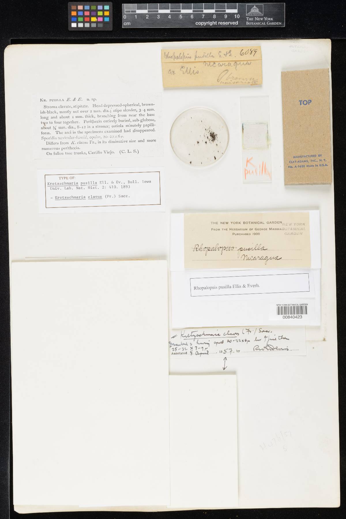 Kretzschmaria pusilla image