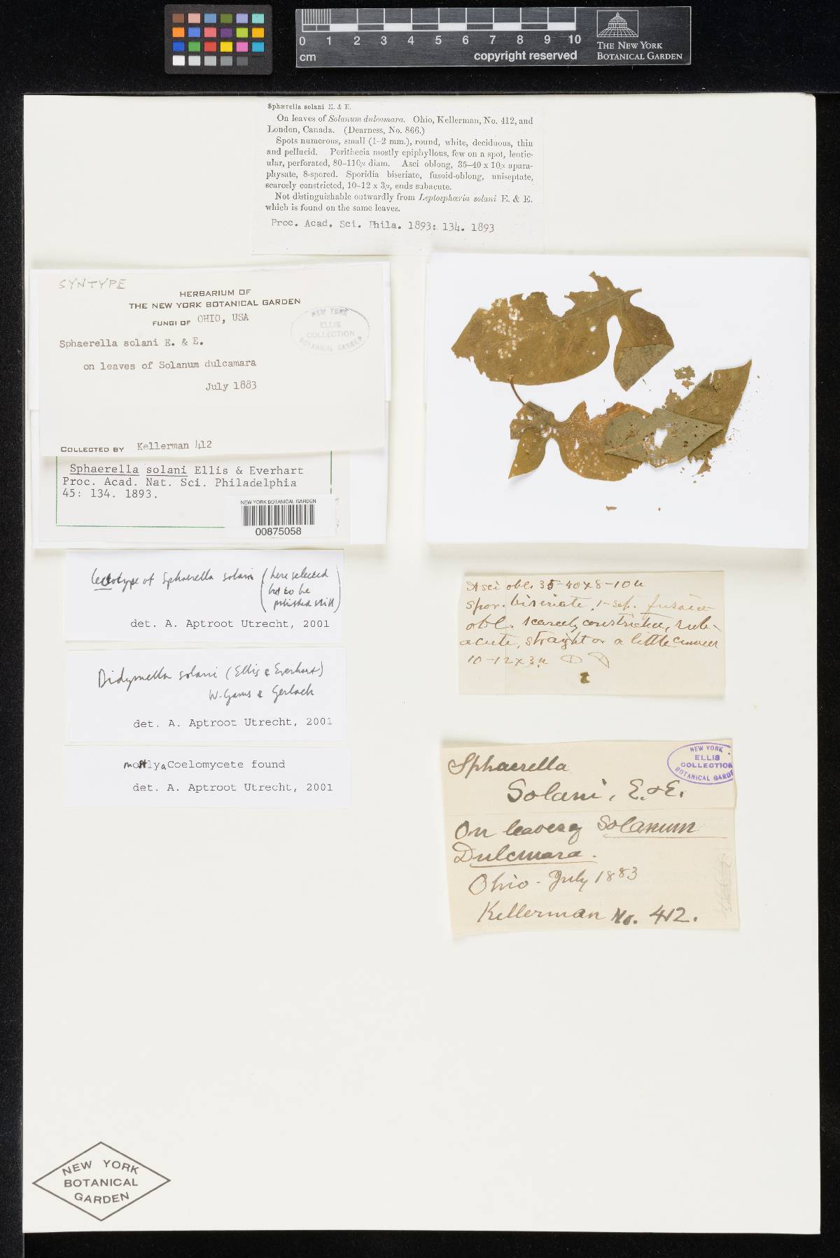 Sphaerella solani image