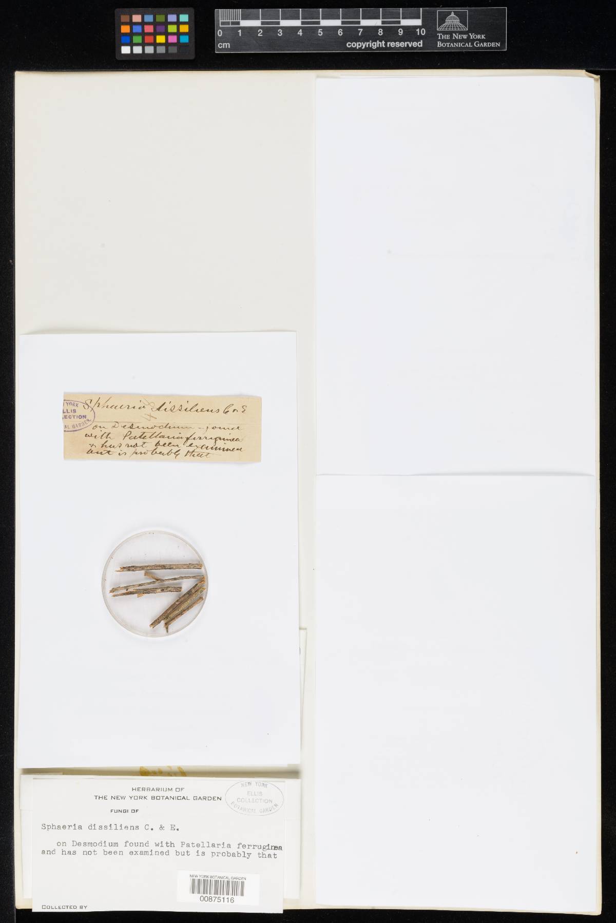 Sphaeria dissiliens image